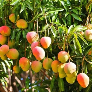Big Grafted Mango (Mangifera ) Alphonso Live Fruit Tree (1.5-3 ft) Indica - Picture 1 of 11