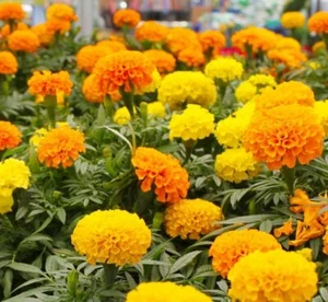 ORANGE POT MARIGOLD DWARF GITANA 100 SEEDS - Calendula ANNUAL FLOWER - Picture 1 of 15