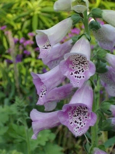 2 GR OF DIGITALIS PURPUREA ''' 'lavender' " APPROX. 10000 SEEDS - Picture 1 of 1