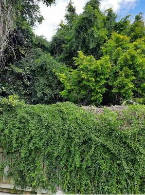 12 CATS CLAW Creeper SEEDS  dolichandra Unguis-cati - Image 1 of 4