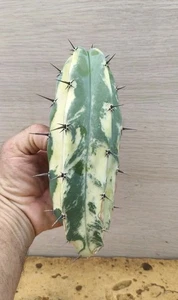 S9235 MYRTILLOCACTUS Cochal variegata. h20,0cm. Esqueje - Imagen 1 de 5