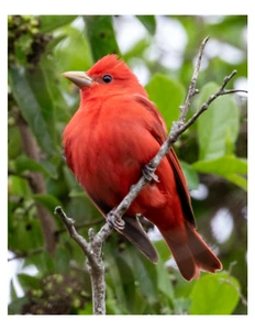 "Pájaro Piranga - Tanager de verano 8x10 Foto Impreso en 8,5"" x 11" - Imagen 1 de 1