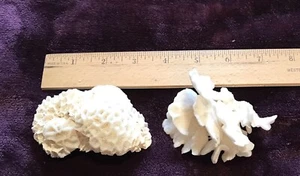 Natural White Coral Sea Ocean Reef Aquarium Decor Specimens Brain c15 - Picture 1 of 9