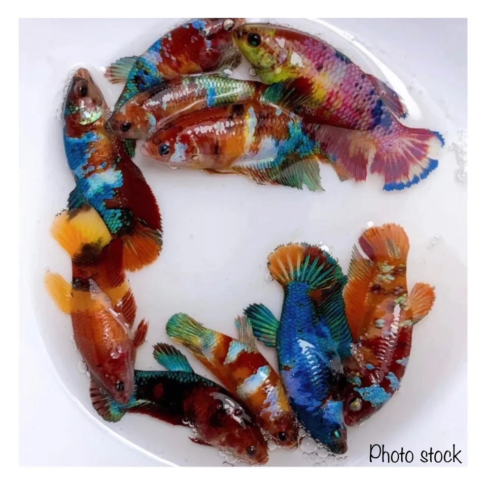 Female Betta Live Fish - X1 Koi Candy Galaxy HMPK - High Quality A+++ - Image 1 of 1