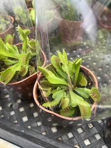 Adult Venus Flytrap Potted (Dionaea muscipula, Fly Trap Plant) In 3 Inch Pot - Picture 1 of 5