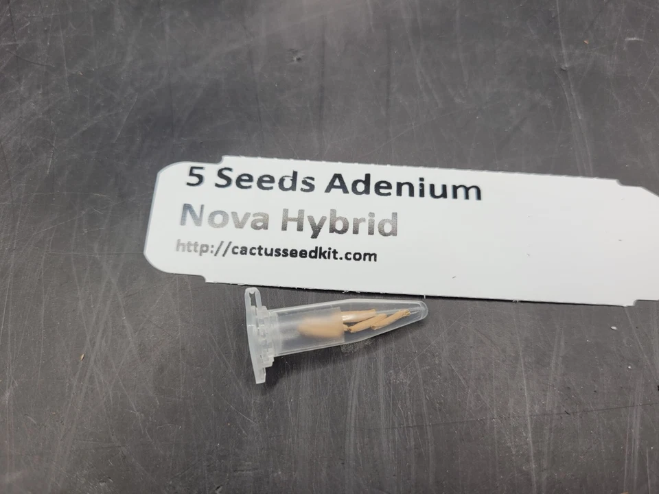 Set of 5 Adenium Nova Hybrid Seeds – Exotic Desert Rose for Your Collection - Image 1 of 1