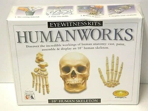 Eyewitness Human Works 18" Kit Esqueleto Humano Skullduggery No Tóxico Nuevo en Paquete - Imagen 1 de 5