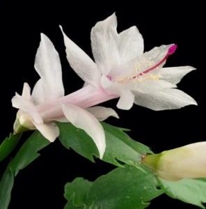 WHITE CORAL Christmas Cactus Cutting for Planting 8cm Indoor Plant Schlumbergera - Picture 1 of 1