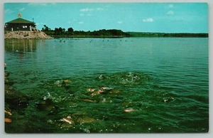 Linesville Pennsylvania~Fish Flop At Pymatuning Lake Spillway~1960s Postcard - Picture 1 of 2