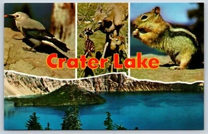 Postcard Crater Lake National Park Clark's Nutcracker Multi View Oregon Unposted - Picture 1 of 2