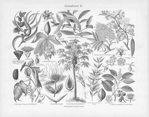 1905 MEDICINAL PLANTS TREES #3 ENGRAVING ILLUSTRATION PRINT 2 Pg FOLDOUT - Picture 1 of 3