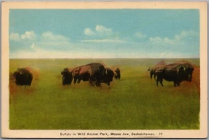 Postcard Moose Jaw Saskatchewan c1940s Buffalo in Wild Animal Park by PECO - Picture 1 of 2