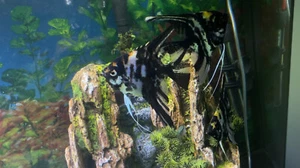 Black Marble Angelfish Pair 5-7" M/F Guaranteed--- Mature Breeding Size. 2PACK - Picture 1 of 7
