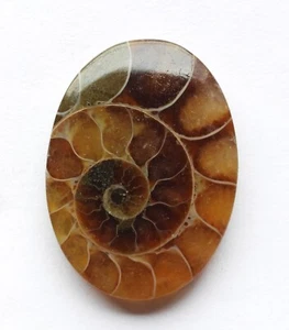 23.60 Cts Natural Ammonite Cabochon Loose Gemstone 26.3X19.4X5 MM SS06 - Picture 1 of 3