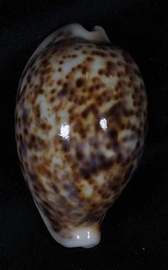 CYPRAEA PANTHERINA ALBONITENS - Bild 1 von 2