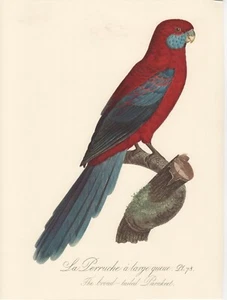 BARABAND PARROT PRINT / #530 / RIGHT BROADTAILED PARAKEET / PLATE 78/ 10" X 12" - Bild 1 von 1
