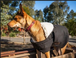 Nuevo abrigo Burke & Wills 12 oz piel aceitosa perro impermeable invierno blanco forrado de piel de sherpa - Imagen 1 de 18