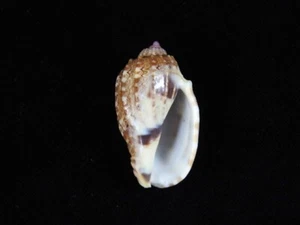 Sea Shell Harpa amouretta 42,8 mm ID#885 - Imagen 1 de 3