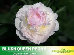10+ Seeds| Blush Queen Peony Seeds #B012 - Picture 1 of 7