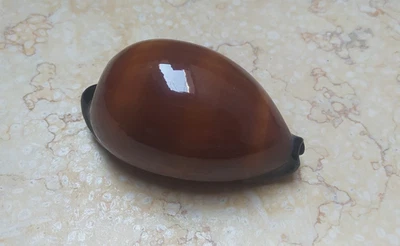 F cypraea exusta dark very rare red sea shell super natural glossy F++++ 77.7mm - Image 1 of 4