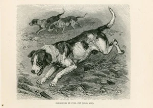 FOXHOUND DOGS ANTIQUE 1893 DOG ENGRAVING ART PRINT - Picture 1 of 1