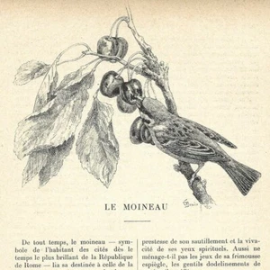 Le moineau - Oiseau - Article Coupure de presse 1900 - Picture 1 of 4