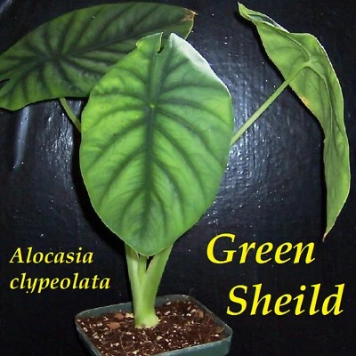 ~GREEN SHIELD~ Alocasia clypeolata Rare Philippine Aroid Live Sml Potd Plant - Image 1 of 4