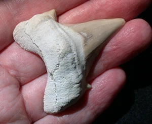 Large Extinct Otodus Fossil Shark Tooth Megalodon Ancestor 2 Inches Nice Cusps - Picture 1 of 11