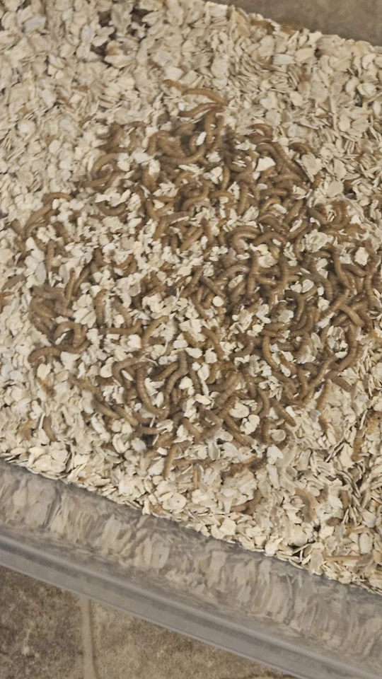 250 gusanos vivos alimentador insectos alimento para pollos alimento para reptiles Foto 1 de 1