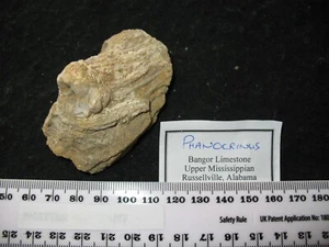 Karbon Mississippian Bangor Kalkstein Crinoid Fossil - Phanocrinus (H) - Bild 1 von 6