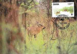 Bongo's Crumpled Lyre-Shaped Horns Antelope Ghana Maxi FDC Card 1984 - Picture 1 of 1