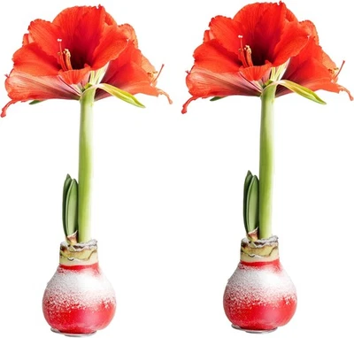 Farms Amaryllis Bulb (Pack of 2) - Live Plant with Red Flower Blooms, Easy to - Image 1 of 4