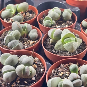 Free Shipping, 8cm pot Green Pleiospilos nelii - Lithops Succulents House Plant - Picture 1 of 4