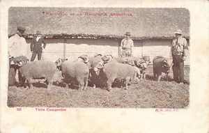 Argentina - Vista Campestre - Un rebaño de ovejas - Ed. H. G. Olds 121 - Picture 1 of 2
