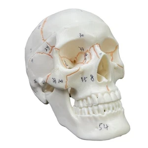Human Head Skull Anatomical Model for Medical Student Human Anatomy Study Course - Picture 1 of 8