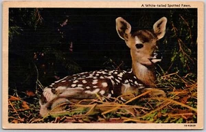 1951 Ein weißschwanz geflecktes Rehkitz Natur schönstes Tier Postkarte - Bild 1 von 2