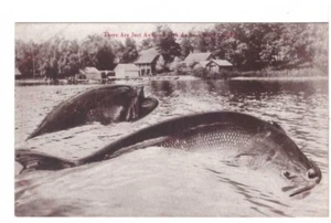 Just As Good Fish As Ever Were Caught, Exaggerated Fish, Antique Postcard - Picture 1 of 2