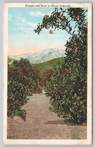 White Border Postcard Oranges in Sunny California Anaheim - Picture 1 of 2