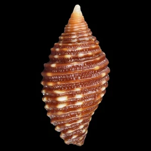 MITRA (Pseudonebularia) FRAGA (Olango Isl., Philippines) 12.2mm #47648 - Picture 1 of 3