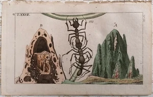 Wilhelm Originaldruck Koloriert Insekten Termite - 1792 - Bild 1 von 1