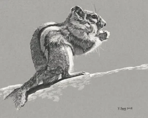 Giclée stampa fine art di disegno a inchiostro scoiattolo, animale 8"x10" - Foto 1 di 2