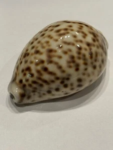 Cypraea tigris 68.35 mm F+++ Philippines - Picture 1 of 5