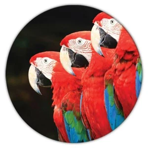 Montaña rusa de regalo: 3 guacamayos loro pájaro fotografía animal lindo - Imagen 1 de 10