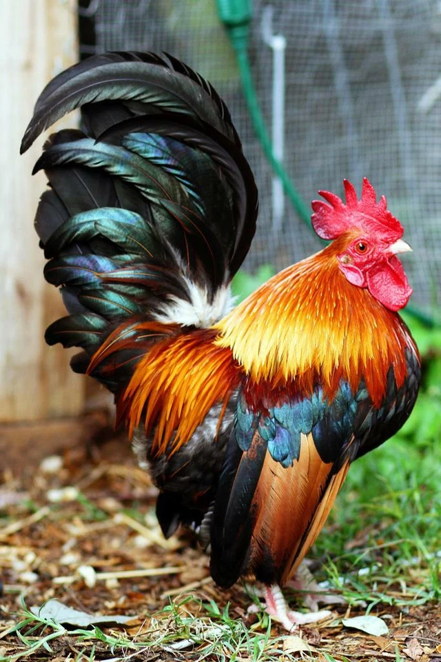 Malaysian Serama Rooster Photo Photograph Cool Wall Decor Art Print Poster 24x36 - Image 1 of 1