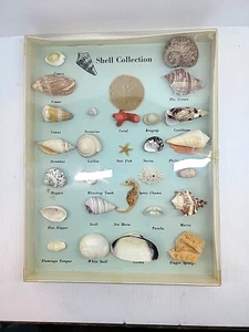 Vintage Shell Collection In 11" X 9" X 1" Sealed Box - Picture 1 of 3