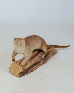 TD325 Otter on Log - Picture 1 of 9