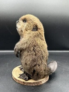Schönes entzückendes Baby Biber Set Taxidermie Reittier Kunst Tierwelt 11B - Bild 1 von 5