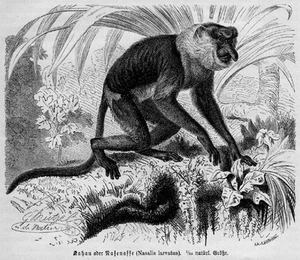 Nasenaffe (Nasalis larvatus) SCHMALNASEN Holzstich von 1891 Primat - Picture 1 of 1