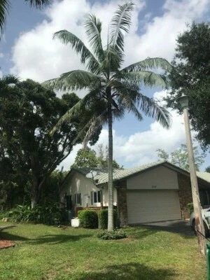 Oso de peluche (Dypsis Leptocheilos) palmera, palmera Redneck, raro, 30”+, envío gratuito Foto 1 de 4