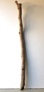 Treibholz Schwemmholz Driftwood  1 MEGA Ast  Garderobe  Dekoration 140 cm - Bild 1 von 12